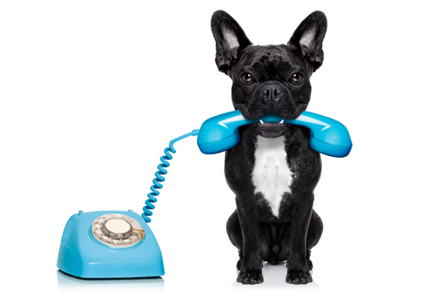 dog-and-phone-animal-communication-workshop
