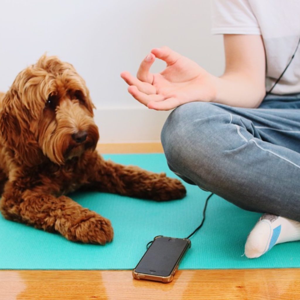 meditate-with-dogs