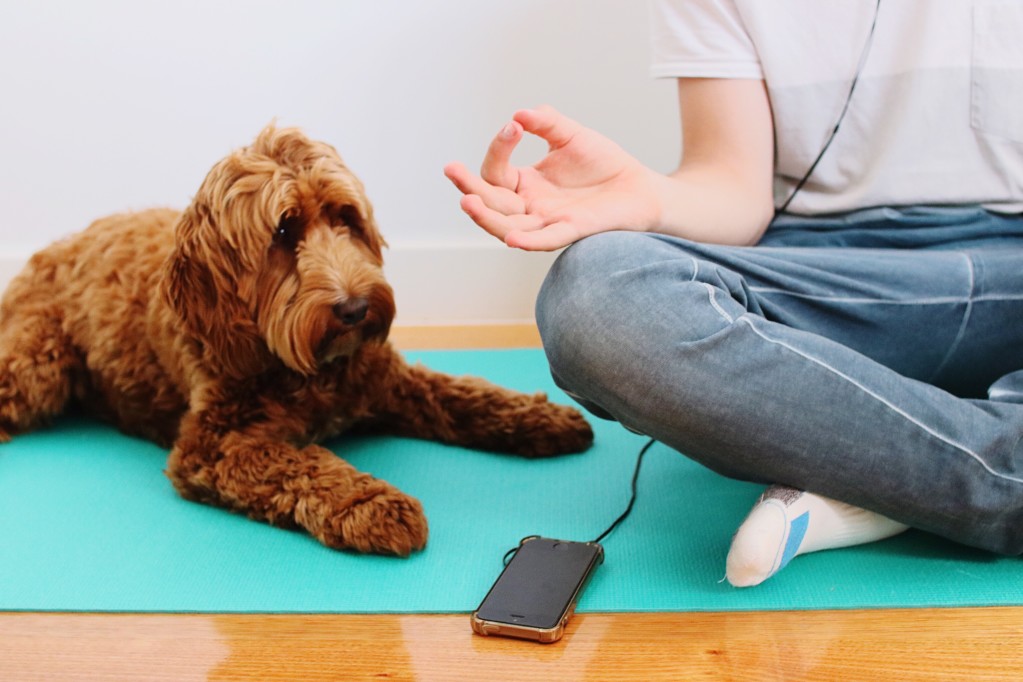 meditate-with-dogs